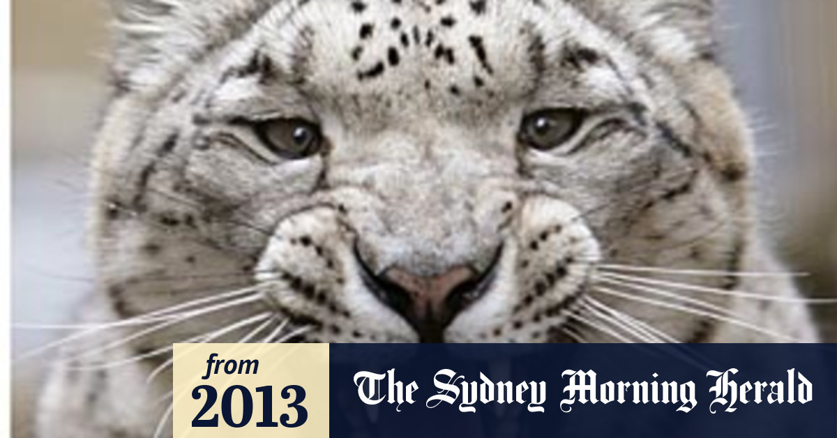 Snow leopards become video stars in student's plan to save them